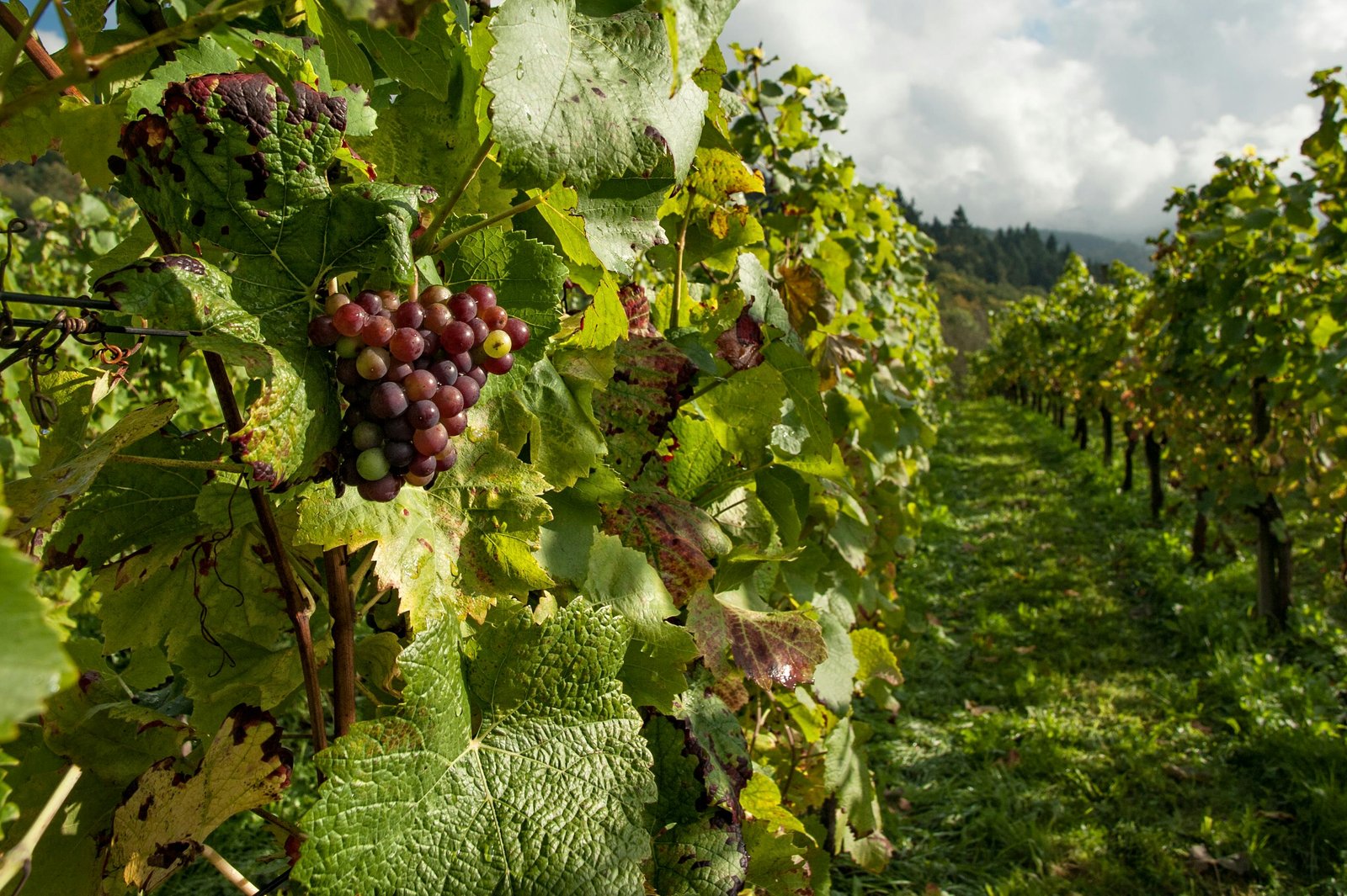 Our Vineyard